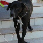 Doggi-1