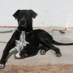 Doggi-3