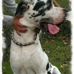 conny-2